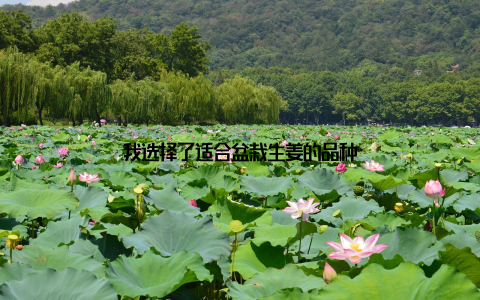 我选择了适合盆栽生姜的品种