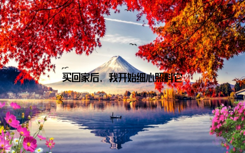 买回家后, 我开始细心照料它