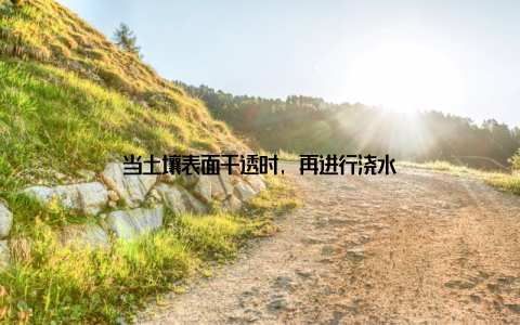 当土壤表面干透时, 再进行浇水