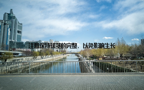 注意保持球茎的完整, 以免影响生长