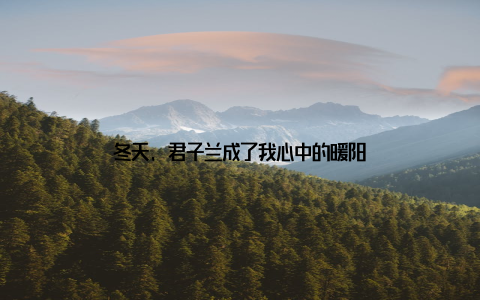 冬天, 君子兰成了我心中的暖阳