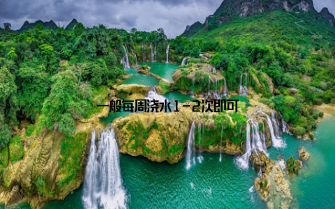 一般每周浇水1-2次即可