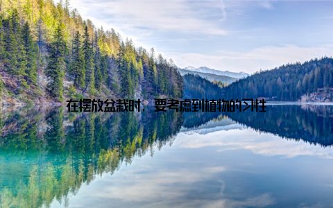 在摆放盆栽时, 要考虑到植物的习性