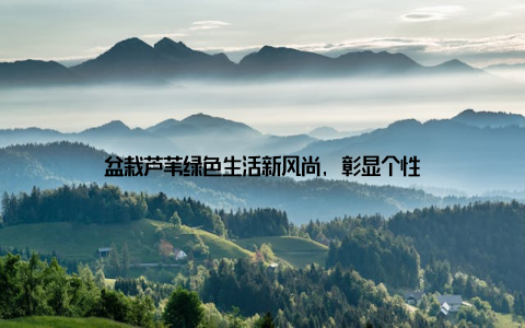 盆栽芦苇绿色生活新风尚, 彰显个性