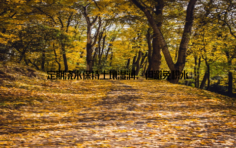 定期浇水保持土壤湿润, 但避免积水