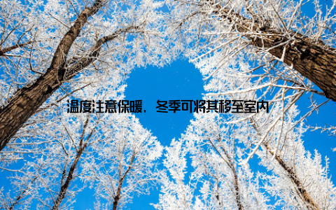 温度注意保暖, 冬季可将其移至室内