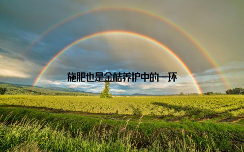 施肥也是金桔养护中的一环