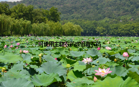 可使用生物农药或低毒农药